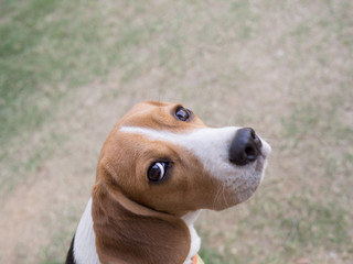 beagle stares at me