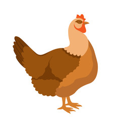 chicken vector illustration style Flat