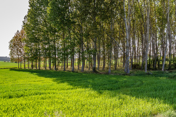 Obraz premium scenery of a forest of poplars in the province of Teruel in Aragon, Spain