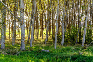 scenery of a forest of poplars in the province of Teruel in Aragon, Spain