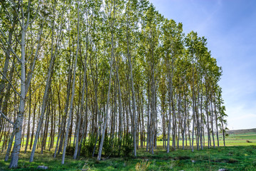 scenery of a forest of poplars in the province of Teruel in Aragon, Spain