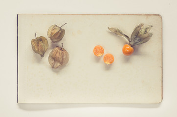 physalis lying on sheets of vintage paper - natural history book style 