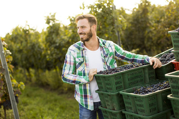 Grape harvest