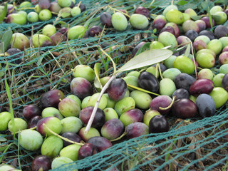 Just picked olives on the net during harvest time . Tuscany, Italy