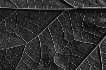 Leaf abstract background and texture