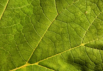 Fototapeta na wymiar Light green leaf as a natural background