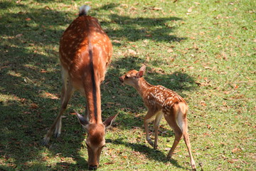 鹿の親子31