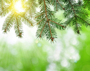 Spruce branches on green nature background.