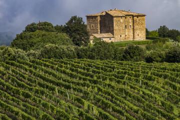 Fototapeta na wymiar Vineyard near Montalcino, Italy