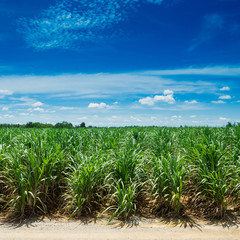 Sugarcane field in blue sky and white cloud in Thailand