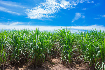 Sugarcane field in blue sky and white cloud in Thailand