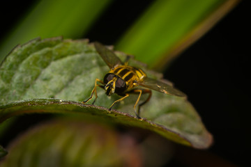 Schwebfliegenmakro