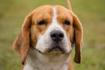 A beagle dog in the garden