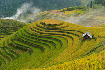 Reisfelder auf Terrassen von Mu Cang Chai, YenBai, Vietnam