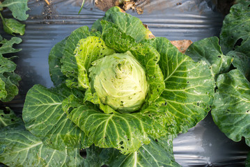 white head cabbages in line grow on field