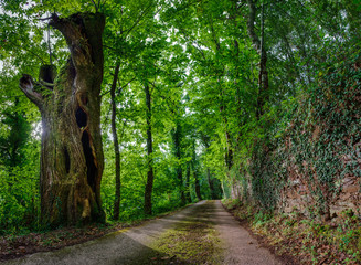 Old rural road between ancient forests