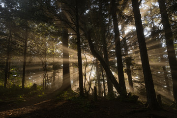 Obraz premium Sun's Greeting from the Tent