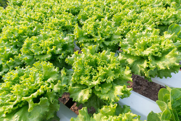 Hydroponic vegetable is planted in hydroponic vegetable field. S