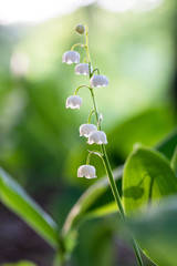 Aufrecht im Schatten - Upright among the shades
