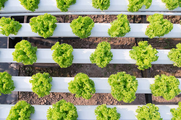 Hydroponic salad vegetable farm