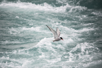 Jokulsarlon