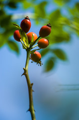 Sprig of red hawthorn berries