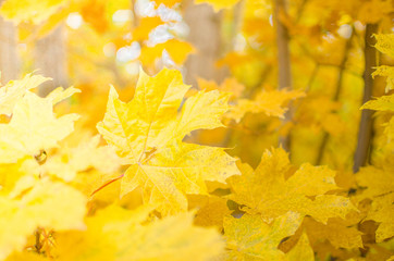 Yellow maple leaves.