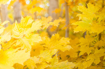 Yellow maple leaves.