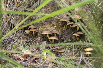 Ложные опята растущие на пне дерева