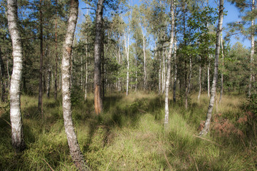 Вид на молодой лес состоящий из берез и сосен © ponhinelo
