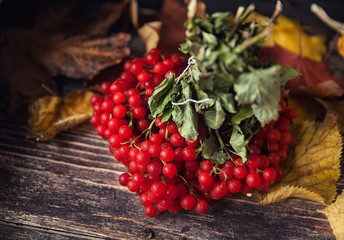 Beautiful Viburnum berries in autumn
