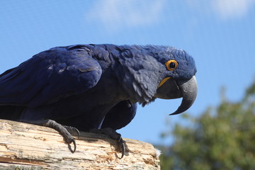 Ara bleu © Frédéric GUILLET