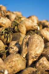 Sugar Beet Close Up. Pile of Organic Sugar Beet at the Field After Harvest.