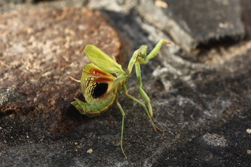 Mante religieuse dressée sur ses pattes