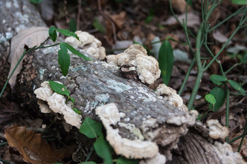 Tree Fungus