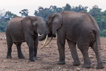 Fototapeta na wymiar elephants kissing
