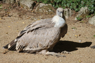 Vautour