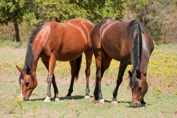Two bay Arabian horses nibbling on short grass in summer pasture