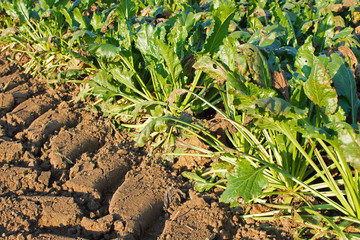 Sugar Beet in the Harvest Time with Trace of Harvester Wheels on the Ground