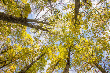 Canopy of chestnut trees hiding the sky (El Tiemblo, Spain)