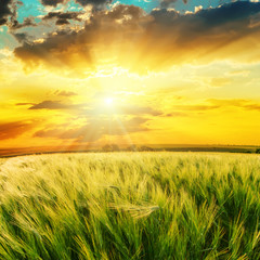 Fototapeta na wymiar sun in cloudy sunset over green field