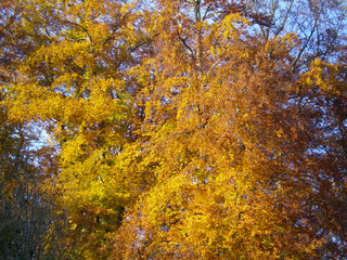 Multicolored autumn leaves in trees at a sunny day