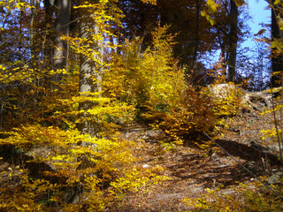 Multicolored autumn leaves in trees at a sunny day