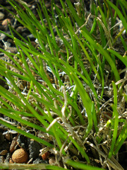 Close up of young chives in the springtime