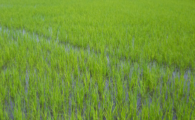 Green rice in the Thailand.
