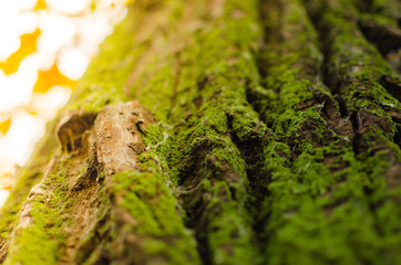 Green moss on a tree.