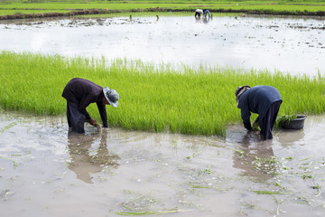 Farmers and are harvested green rice in the Thailand.