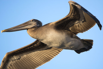 California Brown Pelican