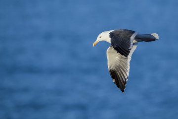 Fototapeta na wymiar California Sea Gull