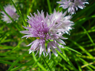 Close up of flowering chives in the springtime